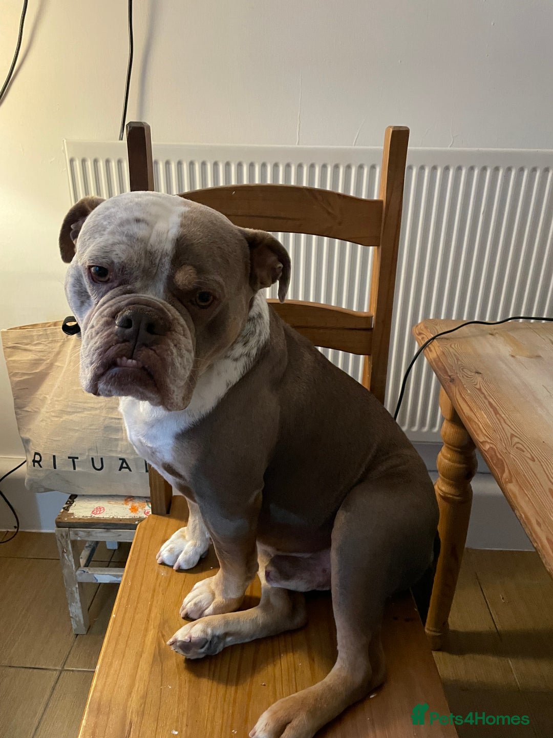 Dorset Olde Tyme Bulldogge dogs for stud: Brock - Image 16