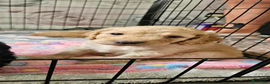 Cockapoo 1