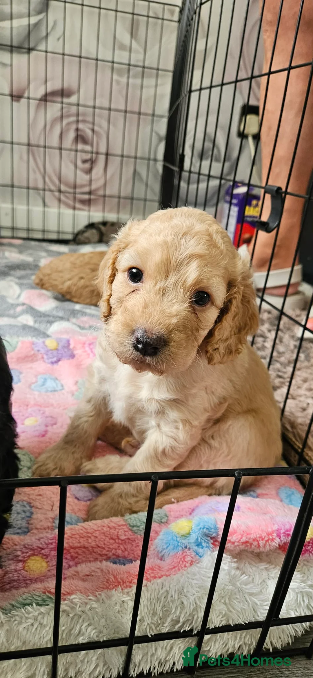 Cockapoo dogs for sale: F2 Cockapoo puppies - Advert 1