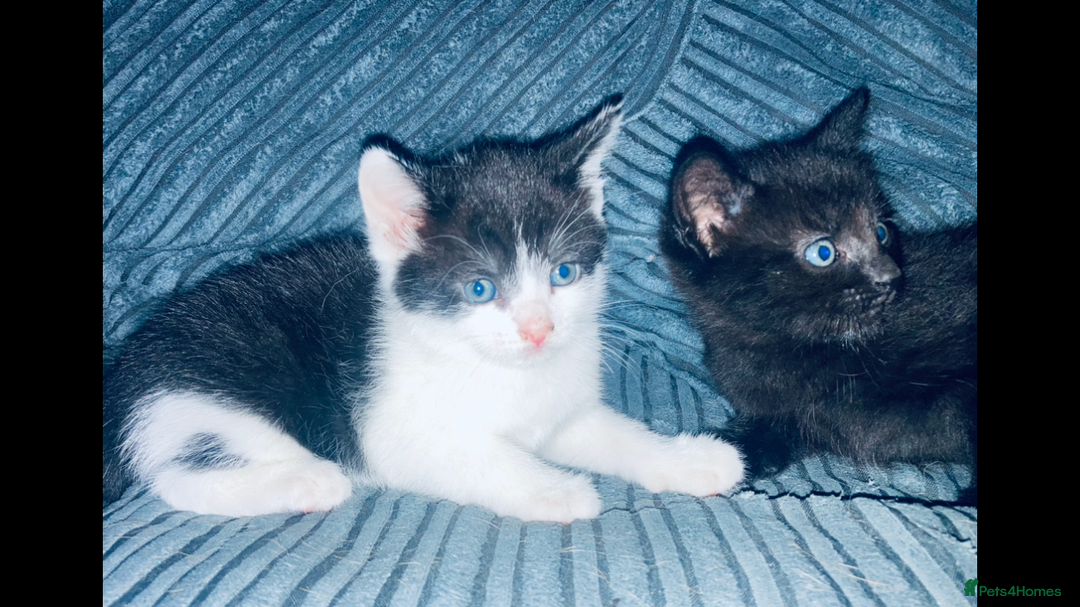 Mixed Breed cats for sale: 8 Adorable Kittens  - Image 7