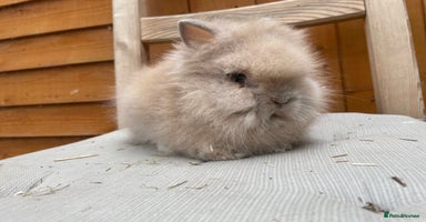 Lionhead rabbits - Advert 1