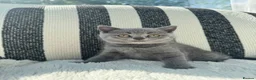 British Shorthair cats for sale: British Shorthair Kittens Blue - Advert 22