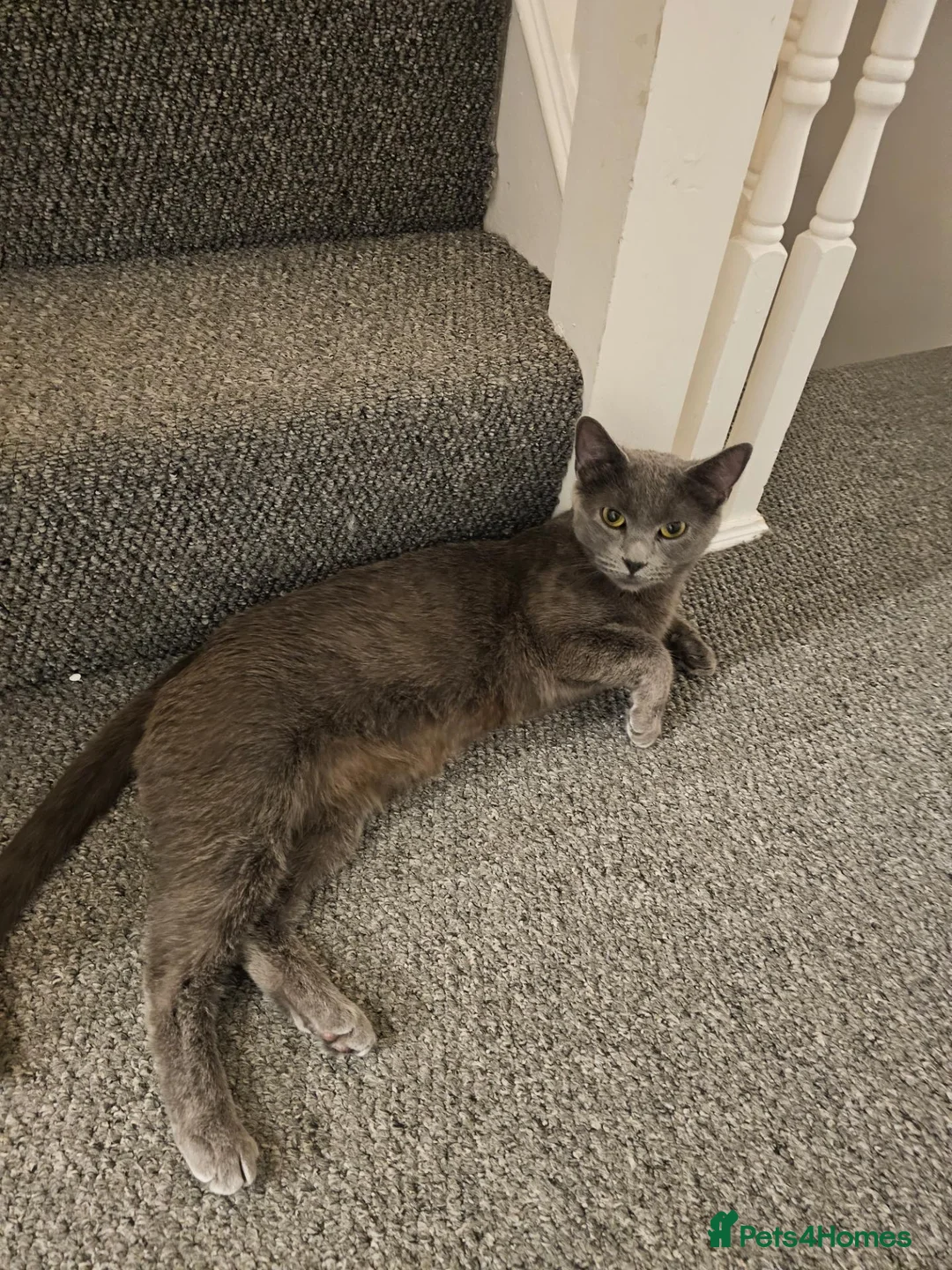 Russian Blue cats for sale: Russian blue girl - Advert 1