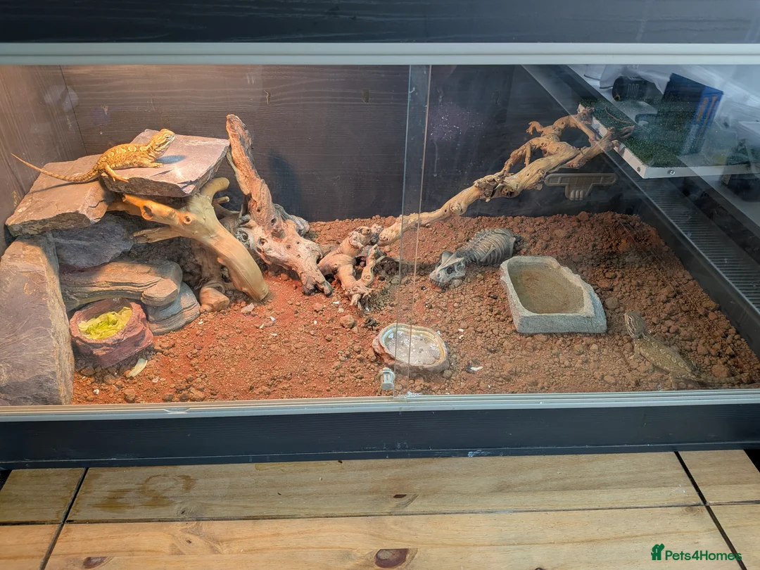 Bearded Dragon reptiles for sale: Rankin dragon  in Lincoln - Advert 3