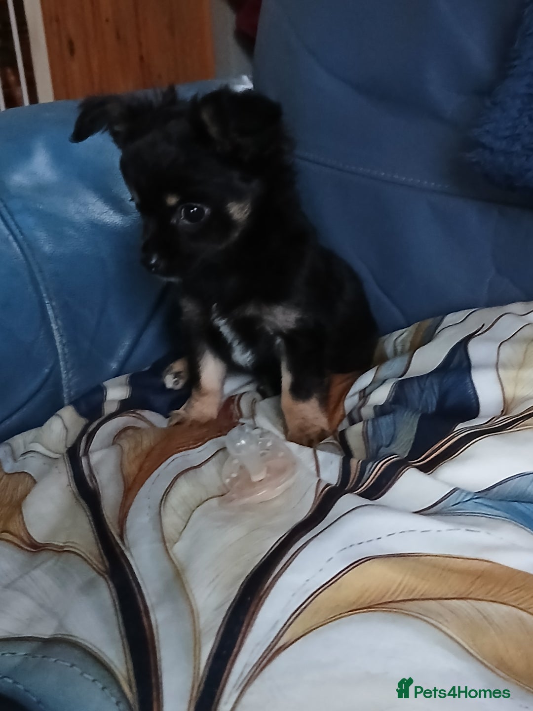 Chihuahua dogs for sale: Rare!! chocolate merle girl and black n tan boy - Advert 11