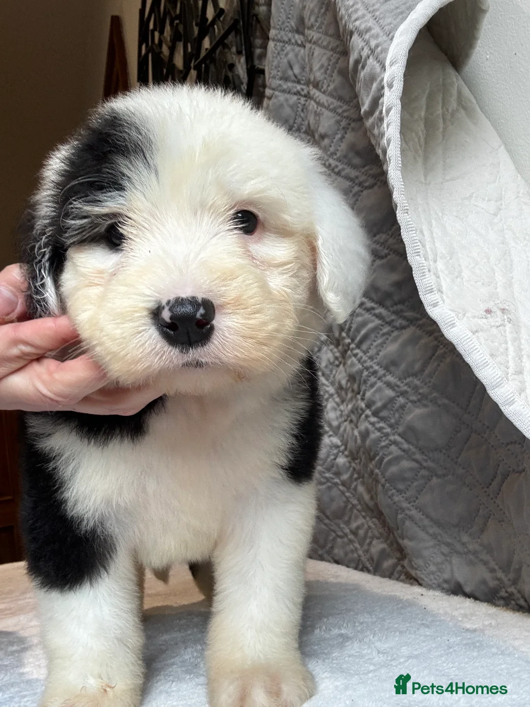 Old English Sheepdog dogs for sale: Outstanding OES top Show Lines,Exceptional Quality - Advert 7