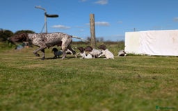 German Shorthaired Pointer dogs for sale: 7 Beautiful KC GSP Puppies - Image 6