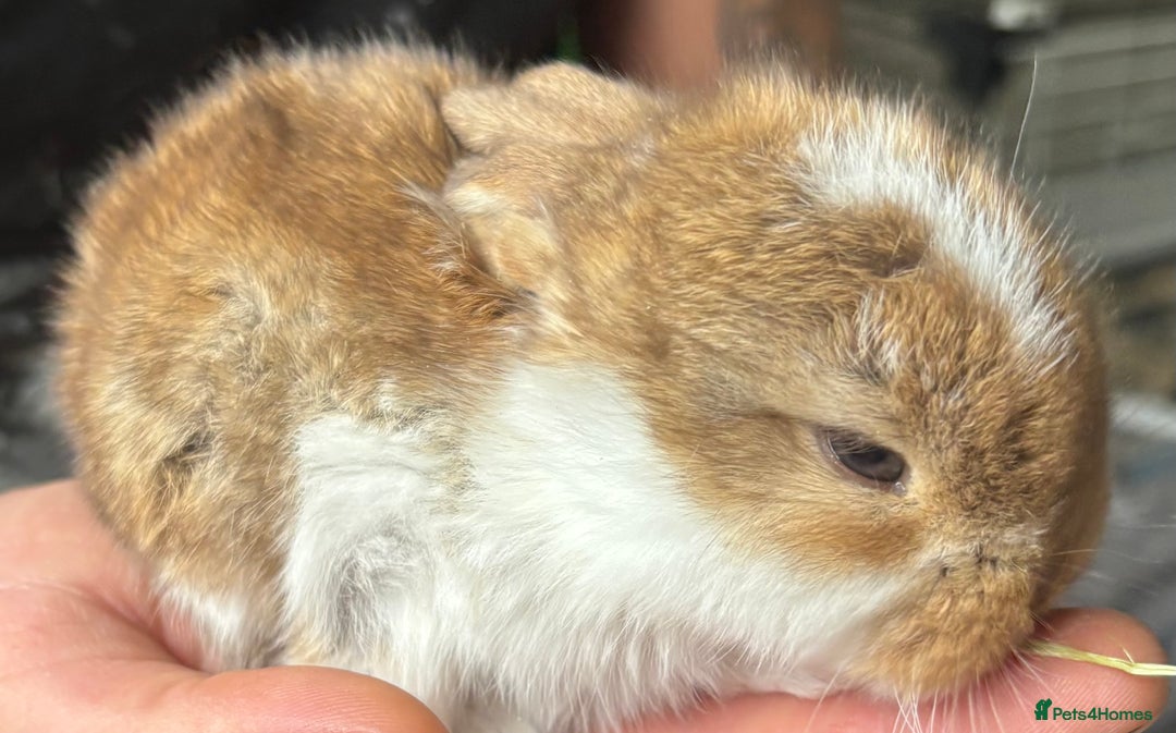 French Lop rabbits for sale: Giant French lop July babies! 🤍 - Image 7