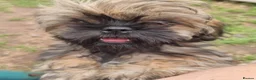 Shih Tzu dogs for sale: Pupies for sold. - Advert 24