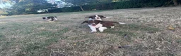 Sprollie dogs for sale: Stunning Sprollie Pups  in Stafford - Advert 4