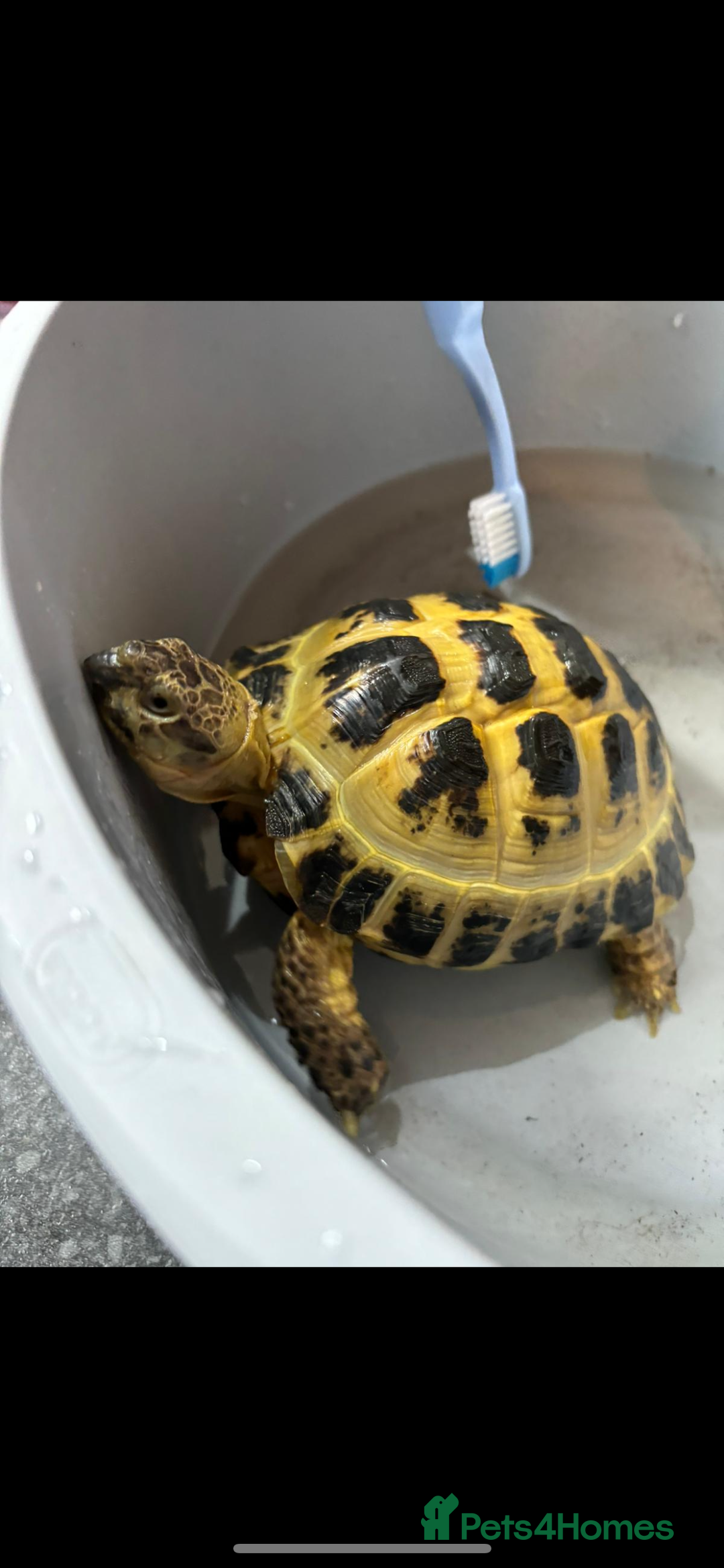 Tortoise reptiles for sale: 8 year old horsefield tortoise with tortoise table - Advert 1