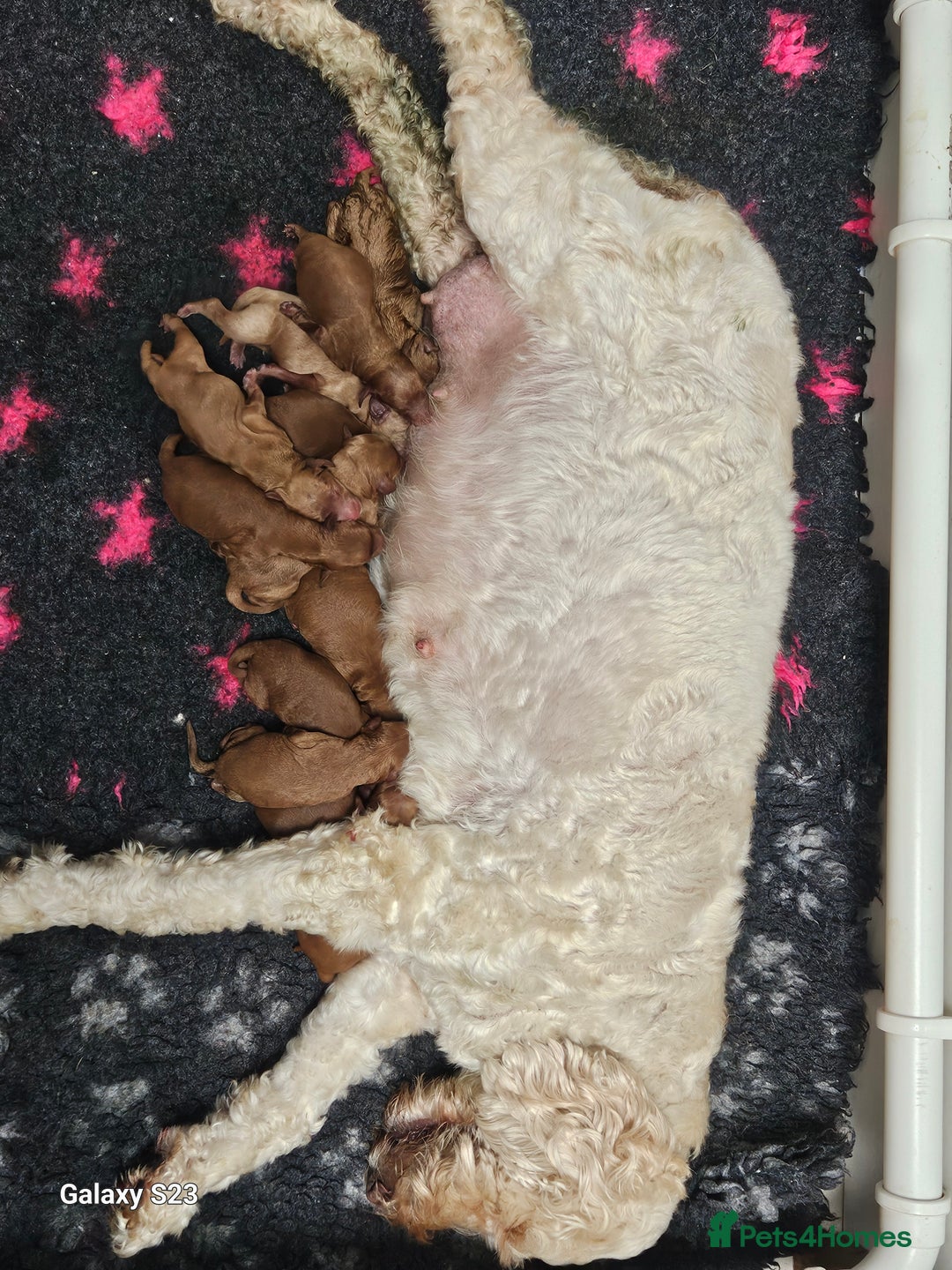 Mixed Breed dogs for sale: FULLY HEALTH TESTED FOX RED MINIATURE COCKAPOOS  - Image 3