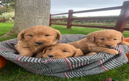 Labradoodle dogs for sale: 🌟 GOLD STANDARD – HIGH HEALTH STATUS LABRADOODLES - Image 8