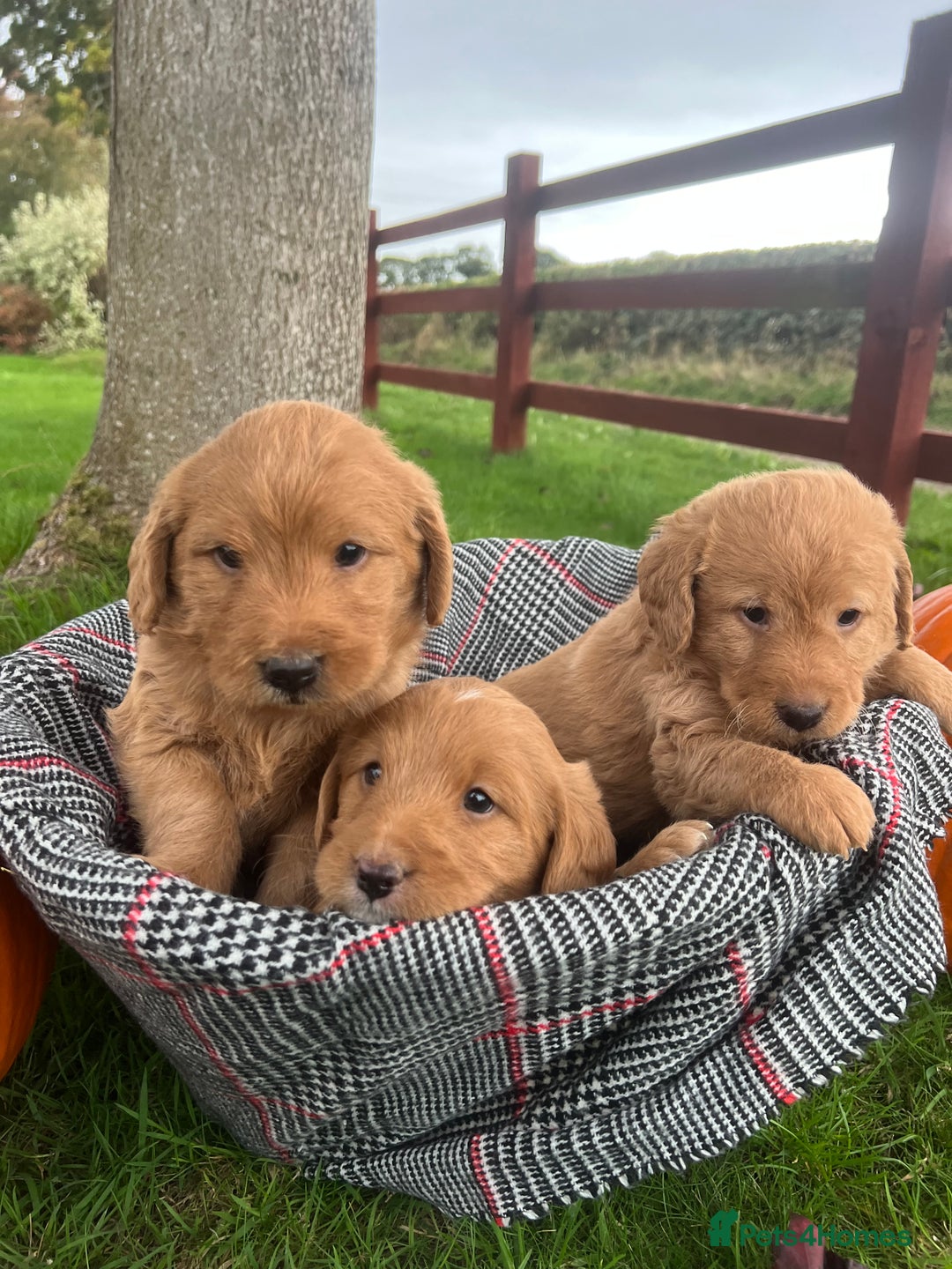 Labradoodle dogs for sale: 🌟 GOLD STANDARD – HIGH HEALTH STATUS LABRADOODLES - Image 8