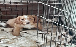 Cocker Spaniel dogs for sale: Cocker pup - Image 1