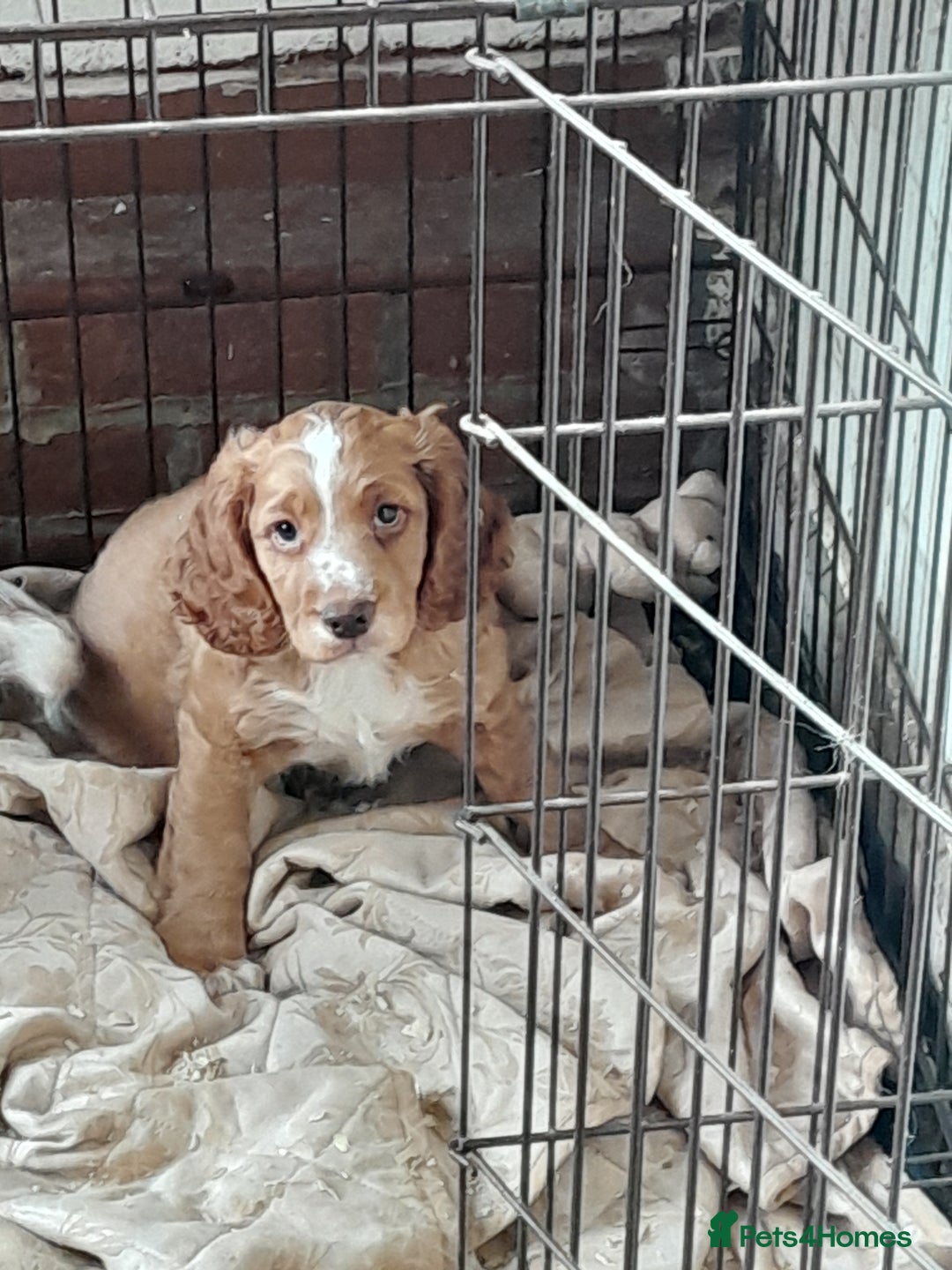 Cocker Spaniel dogs for sale: Cocker pup - Image 1