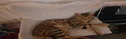 Mixed Breed cats for sale: Rehoming 4 year old Bengal/Savannah cross in Cardiff - Advert 2