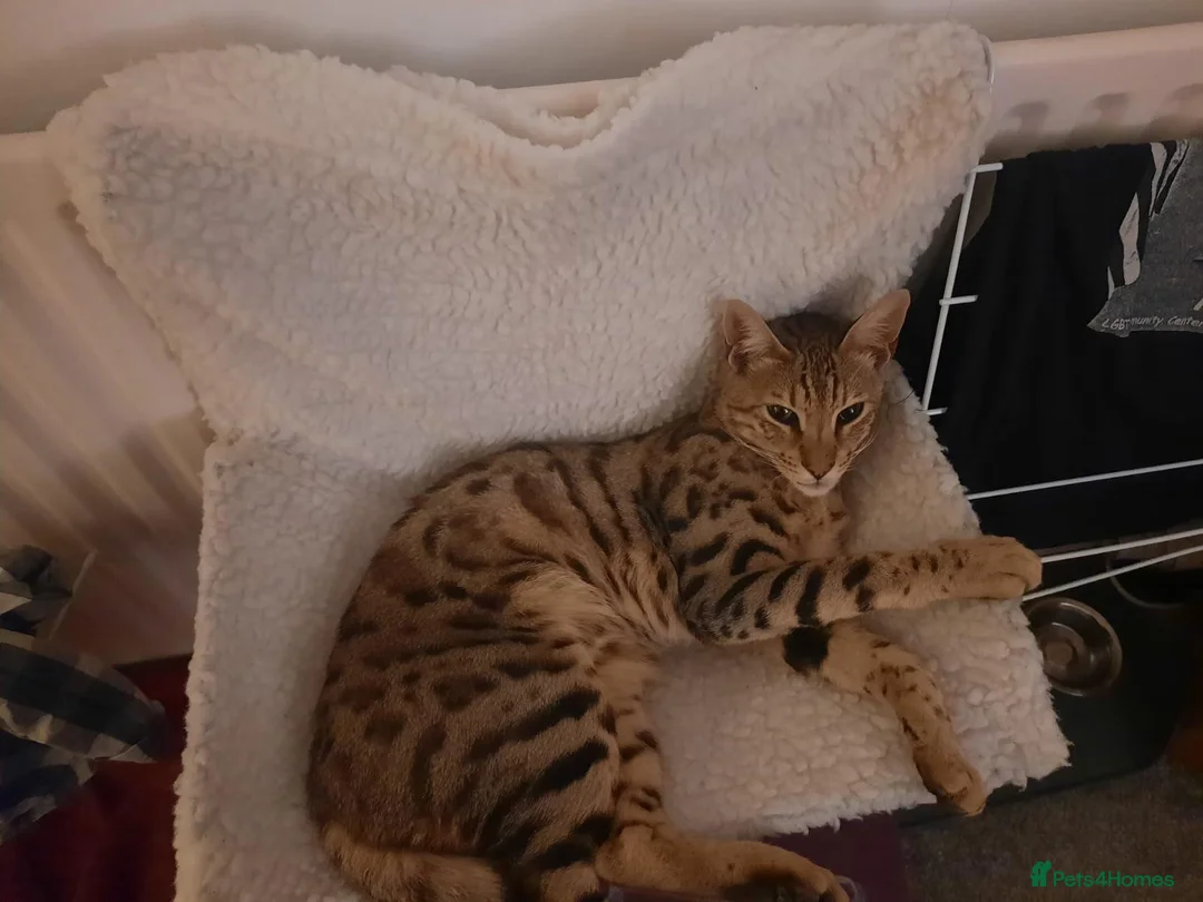 Mixed Breed cats for sale: Rehoming 4 year old Bengal/Savannah cross in Cardiff - Advert 2