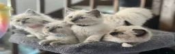 Ragdoll cats for sale: 🐾 Ragdoll Kittens 🐾 - Advert 28