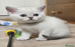 British Shorthair cats for sale: British Shorthair Kittens. Stunning 🩶 Silver - Image 10