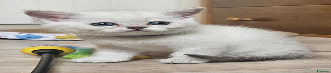 British Shorthair Kitten 2