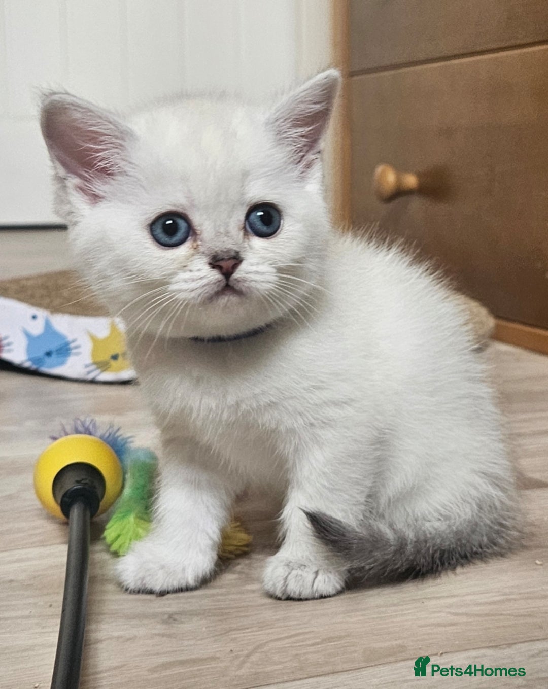 British Shorthair cats for sale: British Shorthair Kittens. Stunning 🩶 Silver - Image 10