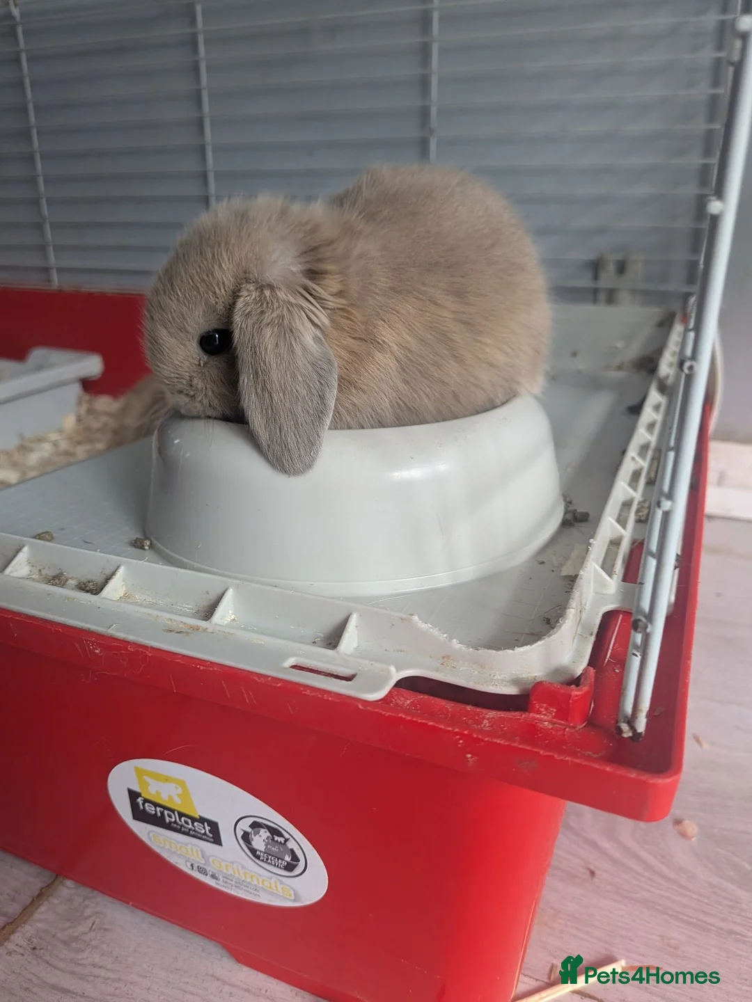 Mini Lop rabbits for sale: 5 mini lops ready 25th july - Advert 2