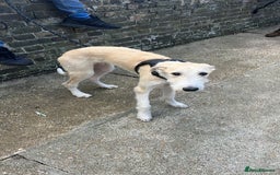 Mixed Breed dogs for sale: Greyhound cross border collie  - Image 4