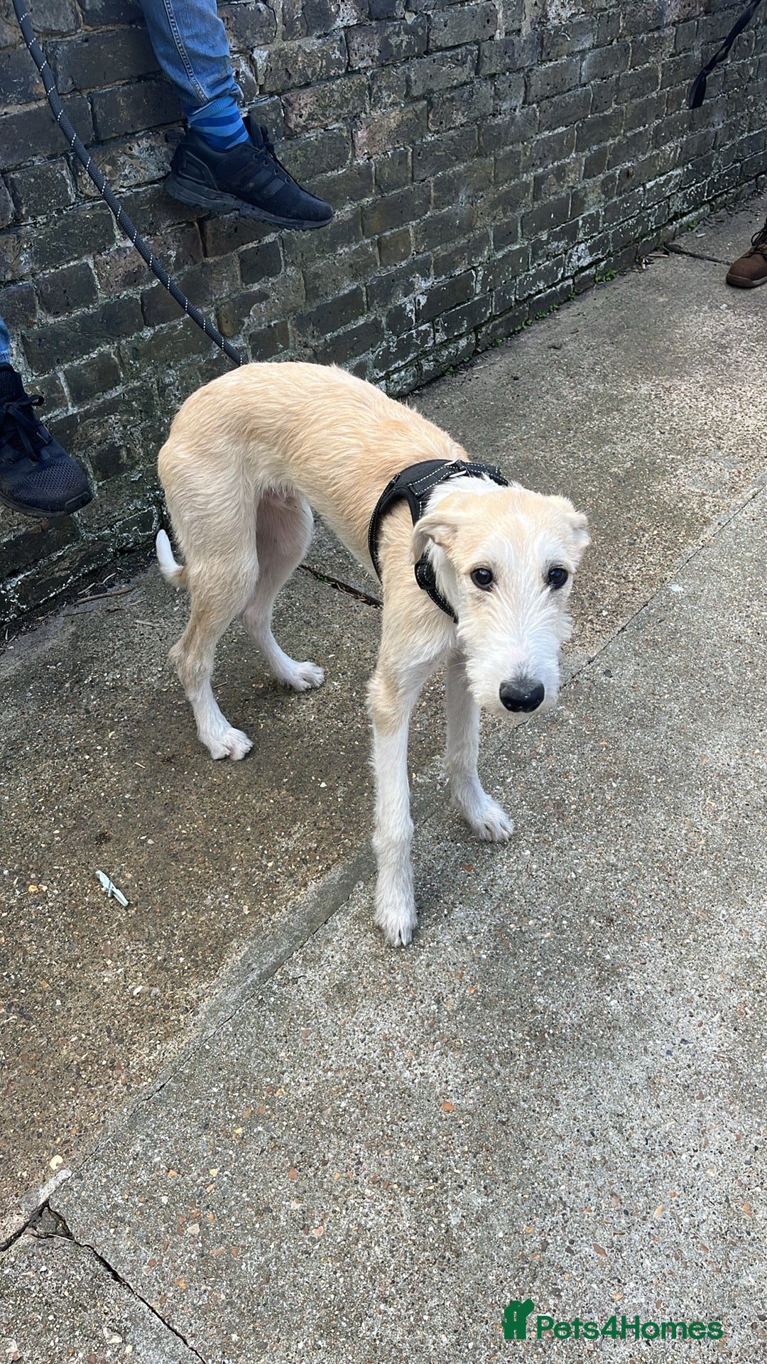 Mixed Breed dogs for sale: Greyhound cross border collie  - Image 4