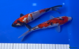 Koi Carp fish for sale: Huge selection of Japanese Koi for sale - Image 29