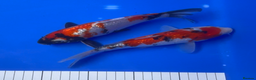 Koi Carp fish for sale: Huge selection of Japanese Koi for sale - Advert 30