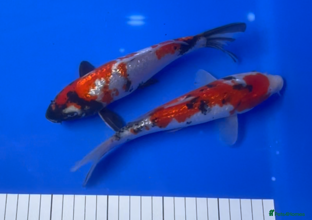 Koi Carp fish for sale: Huge selection of Japanese Koi for sale - Image 29