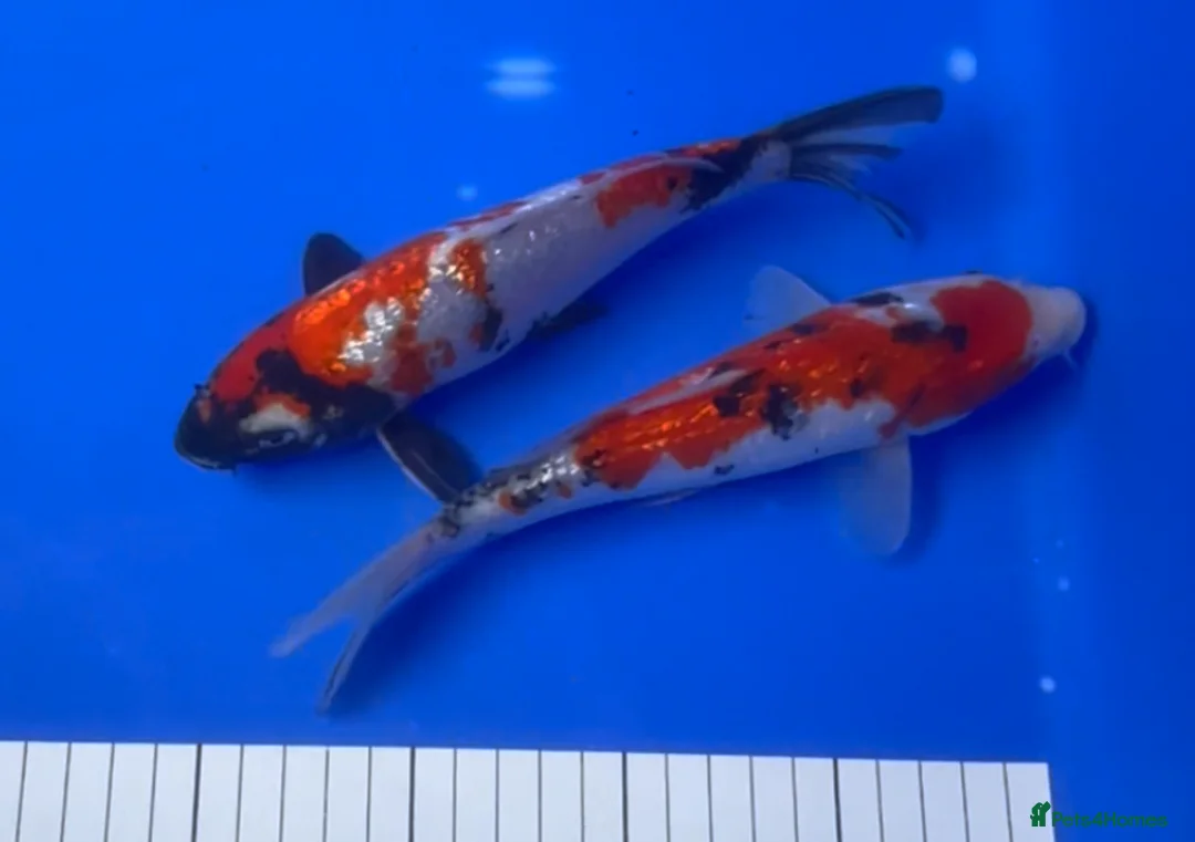 Koi Carp fish for sale: MASSIVE WINTER KOI SALE - 50% off - Advert 29