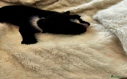 English Bulldog dogs for sale: KC Reg Champion Bloodlines 1 Girl Left £ 2800 - Image 16