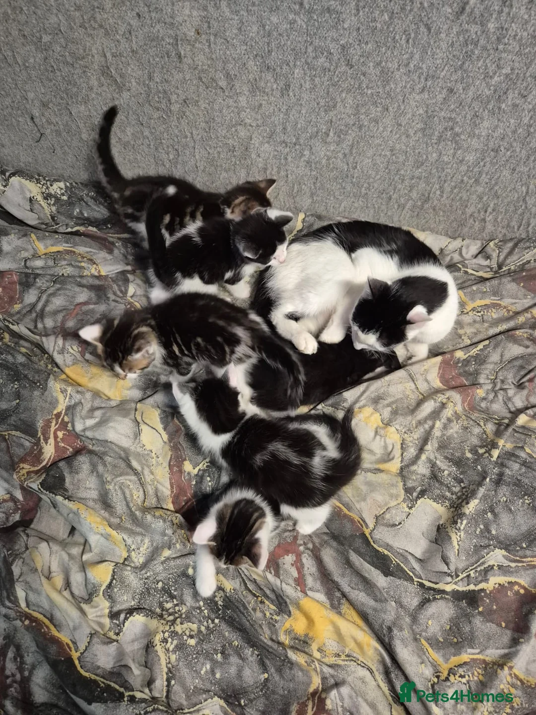 Mixed Breed cats for sale: Friendly kitten - Advert 15