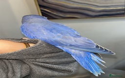 Ringnecks birds for sale: Indian ringneck  - Image 3