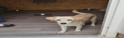 Mixed Breed dogs for adoption: ❤️🐶 JUNE – A LITTLE SUN-RAY SMALL 7 MONTHS GIRL - Advert 5