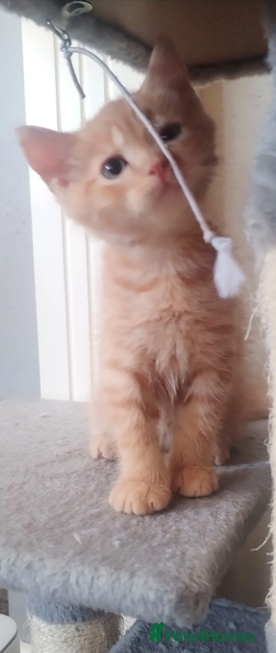 British Shorthair cats for sale: Cute and playful ginger boy  - Advert 2