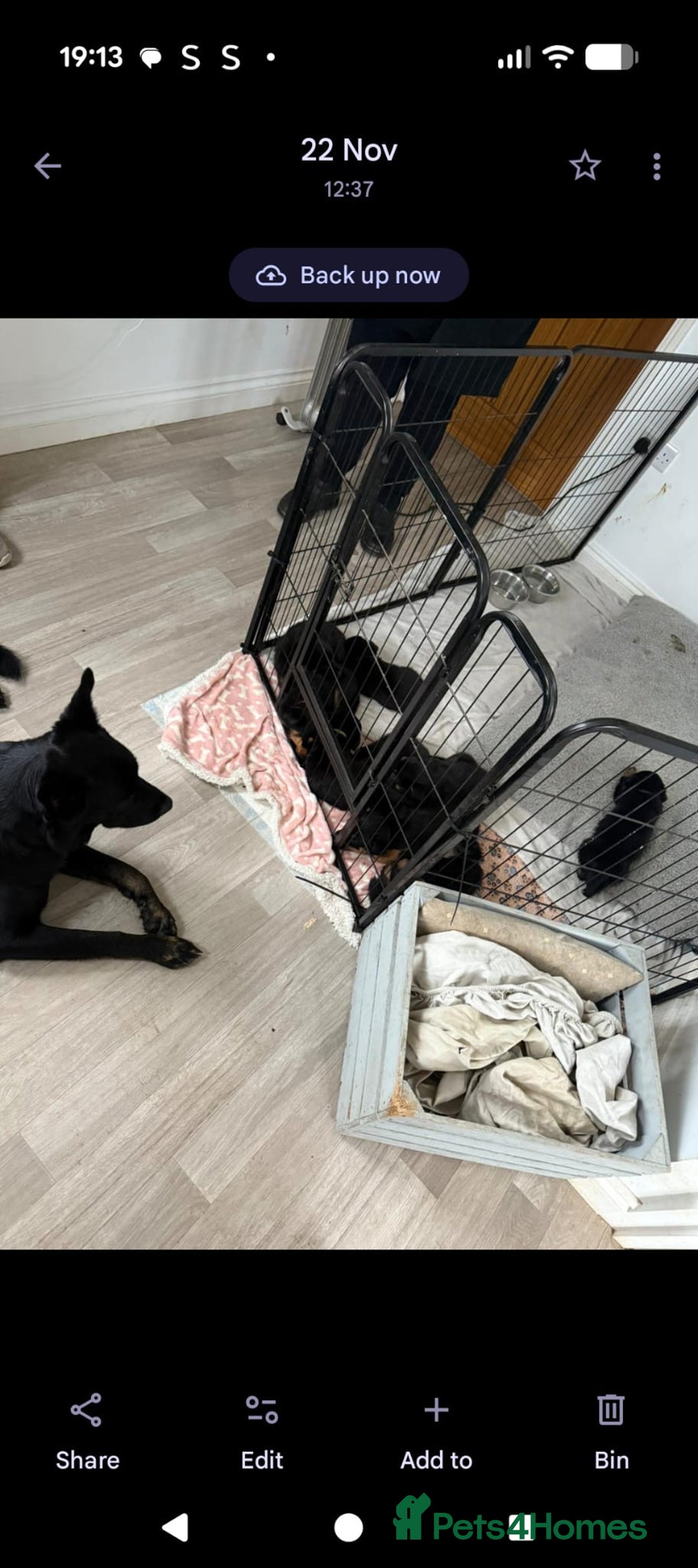 Mixed Breed dogs for sale: German shepherd x Rottweiler dogs for sale  - Advert 6