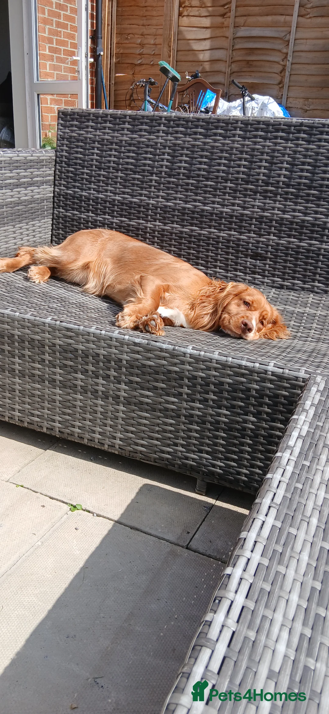 Mixed Breed dogs for sale: Cocker spaniel - Advert 6