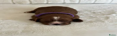 Cavapoo 3
