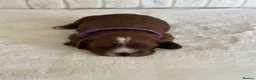 Cavapoo dogs for sale: 🐾 Extensively Health Tested Puppies 🐾 - Advert 18