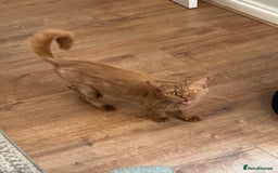 British Longhair cats for sale: Kittens looking for a new home  - Image 4