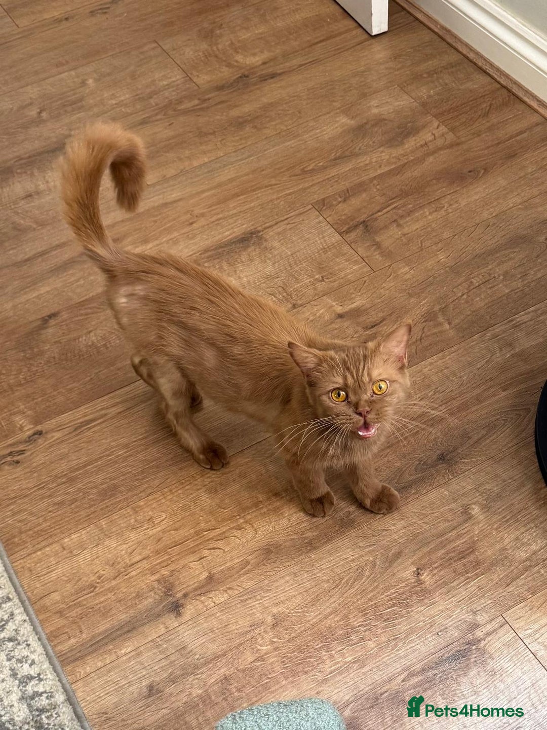 British Longhair cats for sale: Kittens looking for a new home  - Image 4