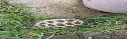 Tortoise reptiles for sale: Male horsefield tortoise in Bristol - Advert 6