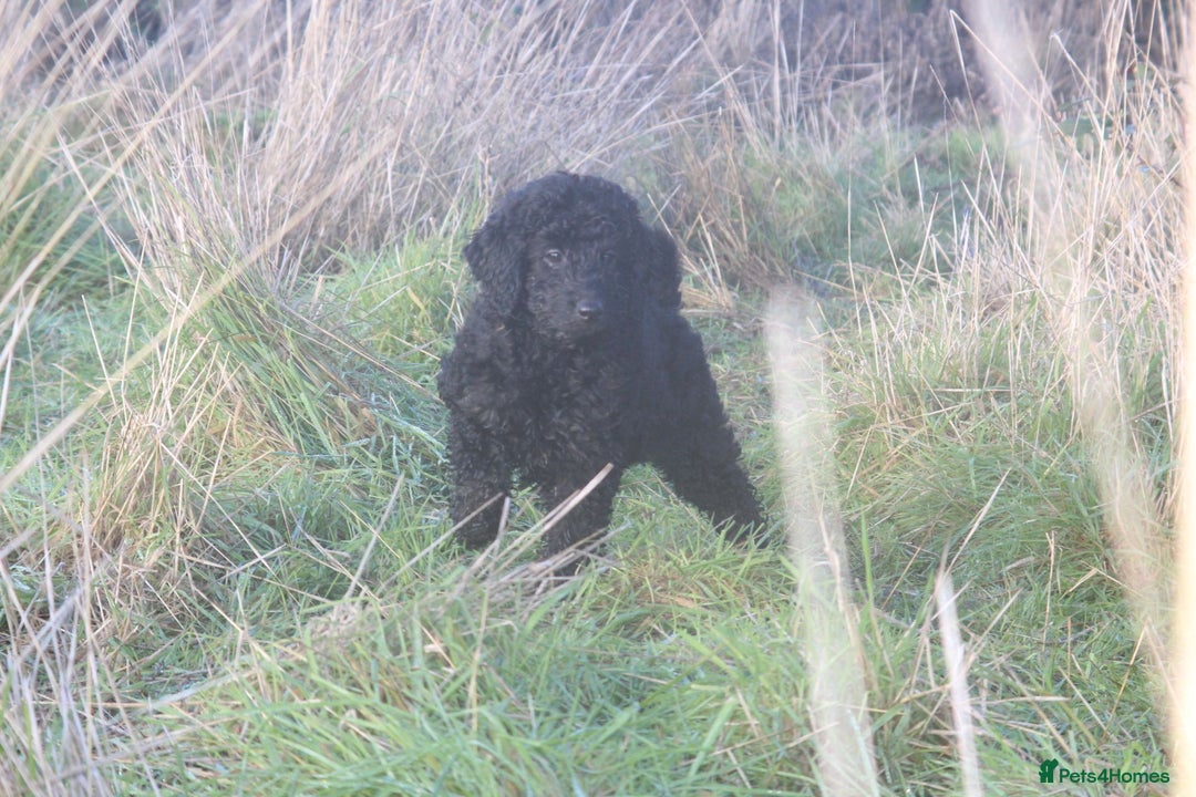 Australian Labradoodle dogs for sale: Health Tested ✔️ BOTH✔️ Parents HIP& ELBOW scored - Advert 11