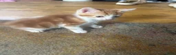 Mixed Breed cats for sale: Ginger and white kittens for sale - Advert 8