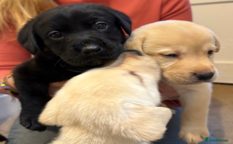Labrador Retriever dogs 🖤 Labrador Puppies 💛 - Advert 1
