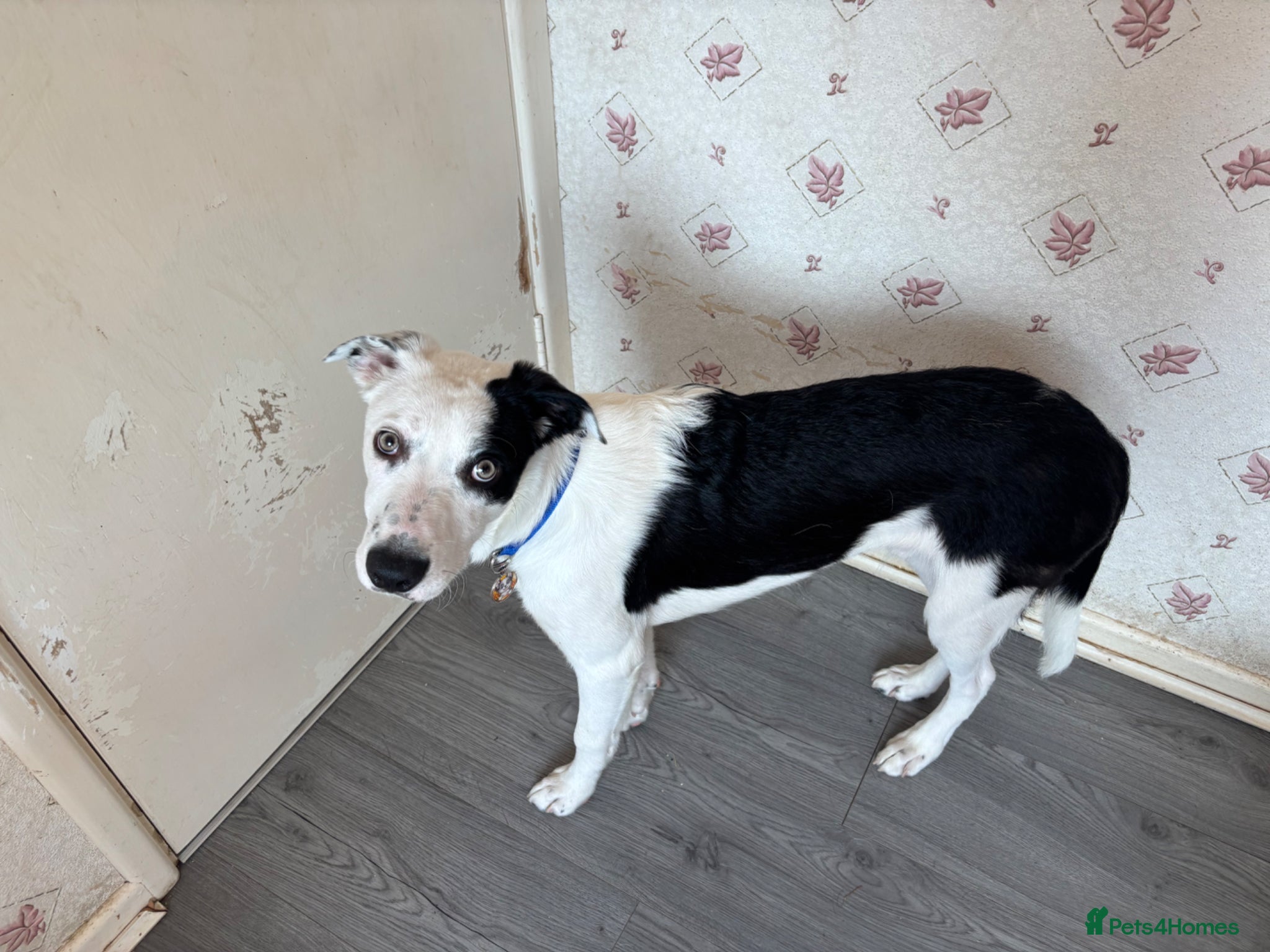 Mixed Breed dogs Collie Mix - Advert 9