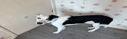 Mixed Breed dogs for sale: Collie Mix - Advert 1